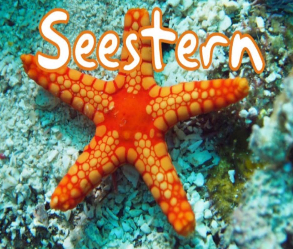 Seestern Strandnahe In