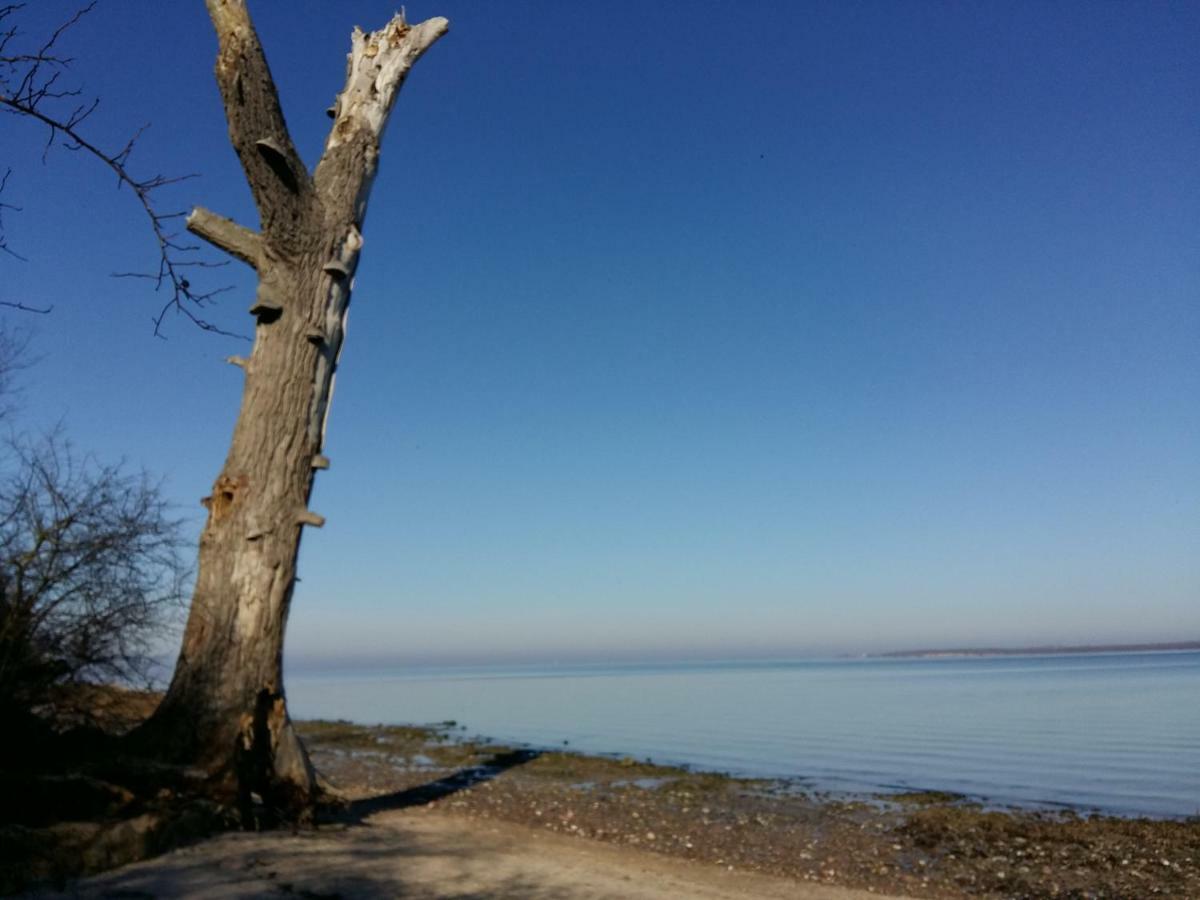 Seestern Strandnahe In Hohen Wieschendorf
